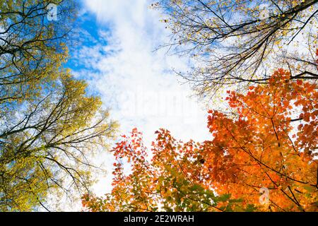 Herbstblätter, Herbstfarben, Herbstblätter, Herbstfarben, blauer Himmel, Durch Bäume nach oben schauen Stockfoto