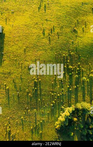 Luftaufnahme Von Rindern Von Kühen, Die In Meadows Weide Grasen. Sommer Grüne Weidelandschaft. Draufsicht. Vogelperspektive. Sonniger Morgen. Lange Schatten Stockfoto