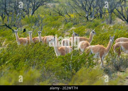 Guanacos, La Pampa, Argentinien Stockfoto