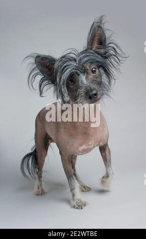 Chinesischer ausgeruhter Hund, der zur Kamera läuft, fotografiert in einem Studio Stockfoto