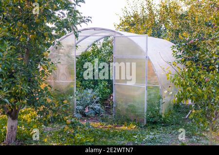 Offenes Gewächshaus mit Tomaten und Kohl im Hinterhof mit Ein Apfelgarten Stockfoto