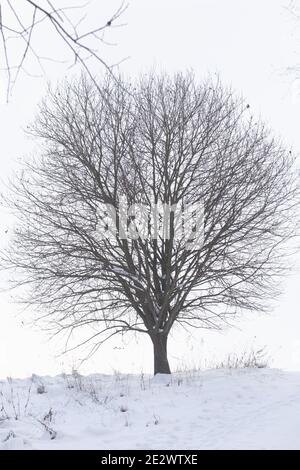 Ein großer Baum ohne Blätter. Mitten in einem verschneiten Winterpark. Stockfoto