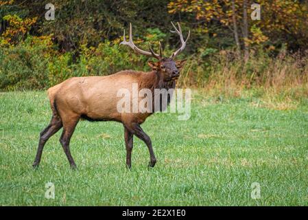 Bull Elk (Cervus canadensis) im Great Smoky Mountains National Park in der Nähe von Cherokee, North Carolina. (USA) Stockfoto