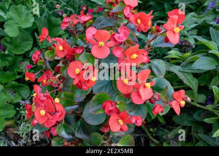 Red Begonia cucullata auch bekannt als Kreiselbegonie oder Wachsbegonie, Nahaufnahme und Blick auf Zierpflanzen aus einem hohen Winkel im deutschen Garten Stockfoto