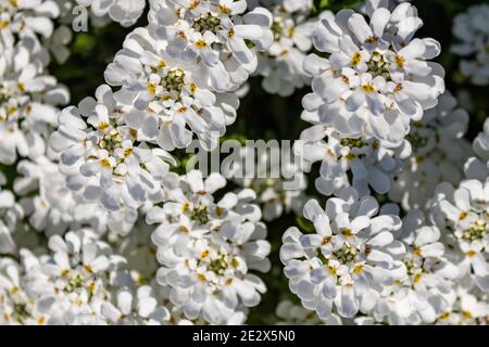 Weiße Blütengruppe von immergrünen Candytuft (Iberis sempervirens) im Frühling, Draufsicht und Vollformat Stockfoto