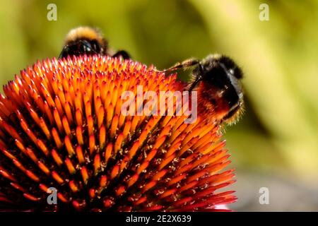 Extreme Nahaufnahme von zwei Bienen auf der Blüte der Kegelblume (Echinacea purpurea). Bienen bestäuben Blume, Nahaufnahme Stockfoto