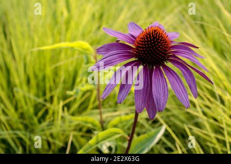 Östlicher purpurner Blütenkäfer (Echinacea purea) vor grünem Hintergrund, Nahaufnahme und selektiver Fokus Stockfoto