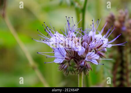 Nahaufnahme von lila Blütenlacy Phacelia (Phacelia tanacetifolia), blauem oder purpurem Tansy, Fokus auf Vordergrund Stockfoto