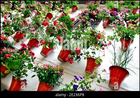 'Patio' im Bild in Cordoba, Spanien am 2009. Mai. Jeden Monat Mai in Cordoba (Spanien), seit 1918, ist es möglich, das einzigartige "Festival" von Gärten und Blumen namens "Fiesta de los Patios Cordobeses" zu bewundern. Jedes Jahr konkurrieren mehr als 50 Gärten, oder "Patios", für den ersten Platz und die Ehre, den schönsten Garten in Cordoba anerkannt werden. Dieses Jahr findet die Veranstaltung zwischen dem 5. Und 16. Mai statt. Foto von Almagro/ABACAPRESS.COM Stockfoto