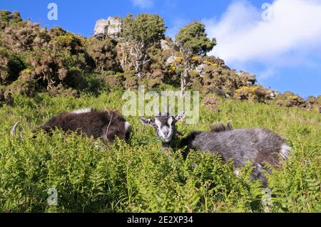 Wilde Wildziegen, die auf Farnen grasen, Valley of the Rocks, Lynton, Exmoor National Park, North Devon, England, Großbritannien Stockfoto