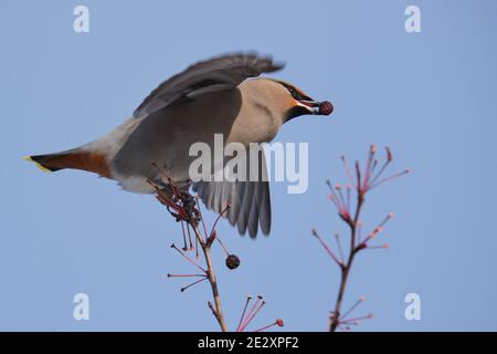 Ein böhmischer Wachsflügel, Bombycilla garrulus, mit sichtbarem rufous Unterschwanz, der auf einem Baumzweig eines Krabbenpfels in Frucht herabschaut Stockfoto