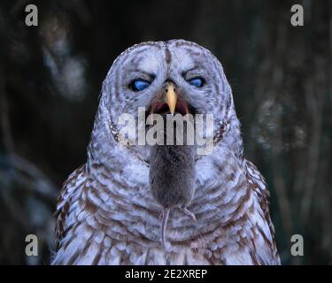 Eine barred Eule mit einer Wühlmaus in seinem Schnabel mit Die blaue nictitating Membran in voller Anzeige auf einem verschneiten Winterszene Stockfoto