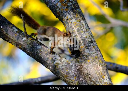 Rotes Eichhörnchen in einem Baum greifen und essen schwarze Walnuss Stockfoto