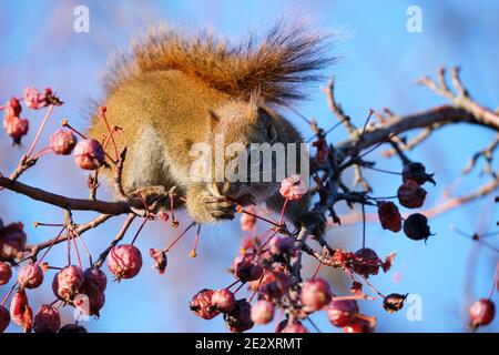 american Red Eichhörnchen in einer Krabbe Apfelbaum greifen und essen Früchte Stockfoto