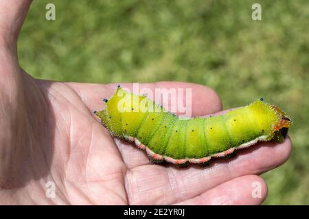 Große Kaiser Moth Raupe kriechen auf Personen Hand Stockfoto