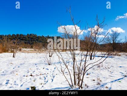 Braune Bäume, weißer Schnee und ein blauer Himmel in Ifrane Stadt Stockfoto