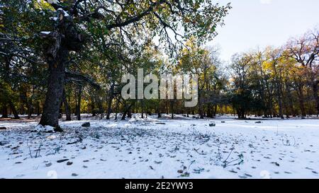 Schnee, Schatten und Bäume in Ifrane Stadt in Marokko Stockfoto