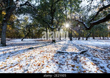 Sonnenstrahlen, Schnee, Schatten und Bäume in Ifrane Stadt in Marokko Stockfoto