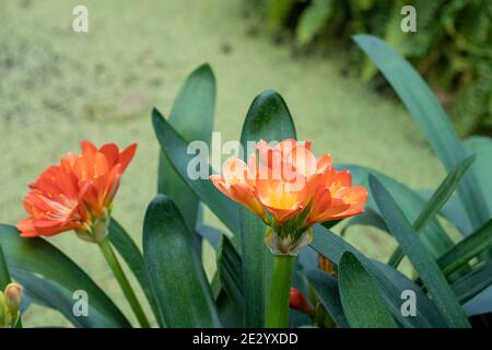 Close-up Blumen Clivia miniata mit dem Hintergrund defokussed Stockfoto