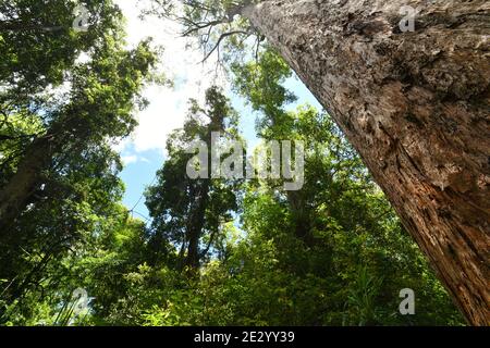 Waldbaum, ragt in die umliegende Regenwald-Baumkronen Wildnis, Bellthorpe National Park, Australien. Stockfoto