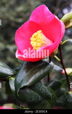 Camellia sasanqua ‘Kanjiro’ Sasanqua Kanjiro – Cerise-tassenförmige Blume mit hellrosa horizontalem Streifen, Januar, England, Großbritannien Stockfoto