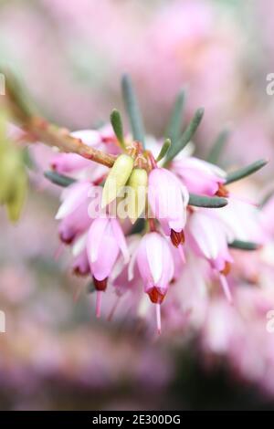 Erica carnea ‘Pink Spangles’ Winterheide – Haufen winziger glockenförmiger rosa und weißer Blüten auf Stielen mit nadelartigen Blättern Januar, England, Stockfoto