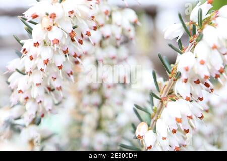 Erica carnea ‘Snow Queen’ Winter Heather Snow Queen – Haufen winziger glockenförmiger weißer Blüten auf Stielen mit nadelähnlichen Blättern Januar, England, Großbritannien Stockfoto