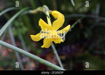 Narcissus jonquilla Rush Narzissus – kleiner duftender gelber Narzissus mit rauschähnlichen Blättern, Januar, England, Großbritannien Stockfoto