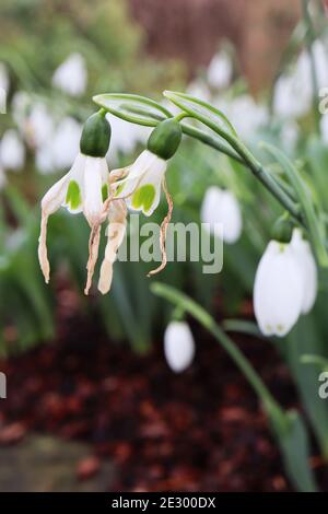 Galanthus nivalis Snowdrops – weiße glockenförmige Blüten mit grüner umgedrehter Herznote, Januar, England, Großbritannien Stockfoto