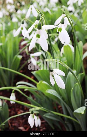 Galanthus nivalis Snowdrops – weiße glockenförmige Blüten mit grüner umgedrehter Herznote, Januar, England, Großbritannien Stockfoto