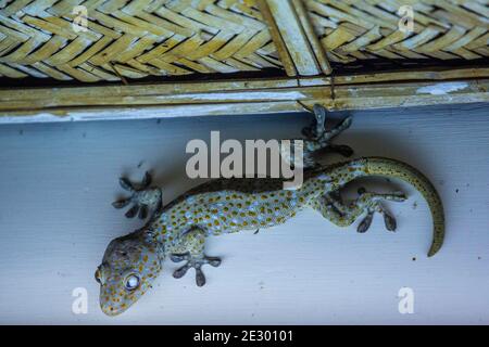 Gekko-Gecko oder Tokay-Gecko, Srimangal, Moulvi Bazar, Bangladesch Stockfoto