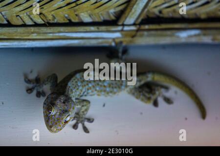 Gekko-Gecko oder Tokay-Gecko, Srimangal, Moulvi Bazar, Bangladesch Stockfoto