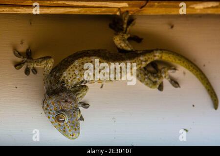 Gekko-Gecko oder Tokay-Gecko, Srimangal, Moulvi Bazar, Bangladesch Stockfoto