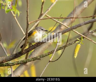 Nashville-Waldsänger (Leiothlypis ruficapilla), Weibchen, Zuchtgefieder Stockfoto