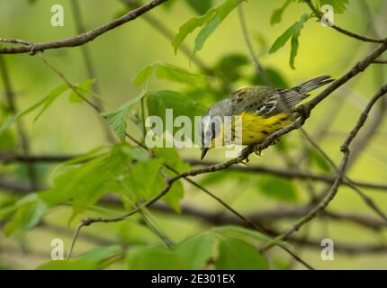 Magnolienwaldsänger (Setophaga magnolia), männliche Zuchtgefieder Stockfoto