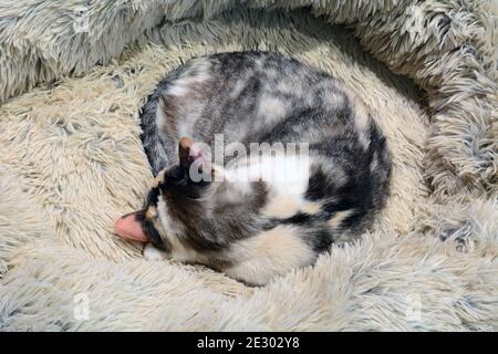 Verdünnen Calico Katze zusammengerollt und schlafen in weich warm Unscharfes Katzenbett Stockfoto