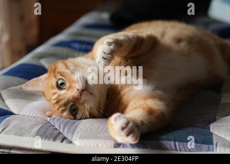 Nahaufnahme einer verspielten Katze mit Tabby, die auf der Matratze liegt, die Kamera anschaut und die Pfote streckt Stockfoto