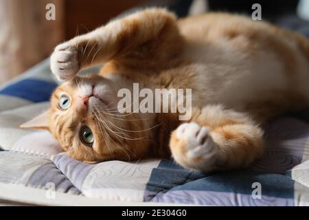 Nahaufnahme einer verspielten Katze mit Tabby, die auf der Matratze unter sich rollt Sonnenlicht Stockfoto