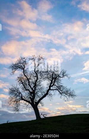 Quercus. Eiche Baum Silhouette in der späten Abend cotswold Landschaft. Cotswolds, Gloucestershire, England Stockfoto