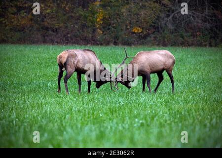 NC00221-00...NORTH CAROLINA - zwei Elche sparing in der Nähe des Oconaluftee Besucherzentrums im Great Smoky Mountains National Park. Stockfoto