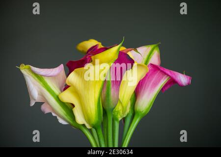 Bouquet von Calla Lilien verschiedene Farben auf grauem Hintergrund Stockfoto