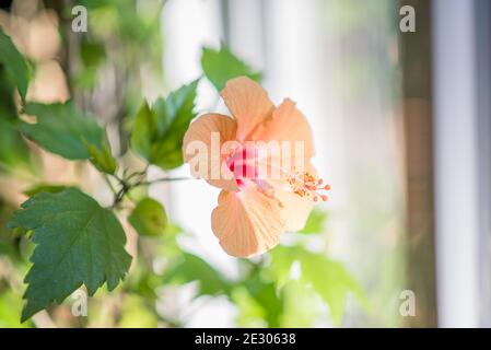 Blühender Hibiskus mit Blütenblättern und Staubgefäßen Stockfoto