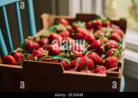 Flach mit mehreren frisch gepflückten Ontario Erdbeeren auf blauem Stuhl Stockfoto