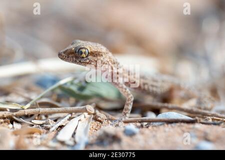 Bunopus tuberculatus, auch bekannt als Baluch-Gecko, arabischer Wüstengecko oder südlicher tuberkulierter Gecko, ganz aus der Nähe Stockfoto