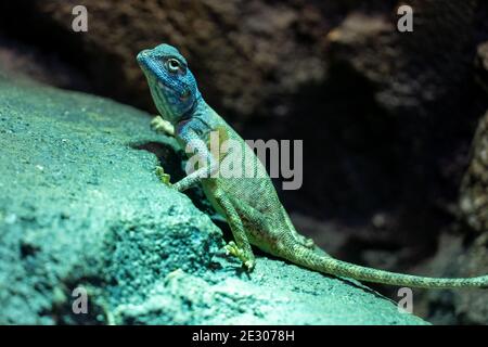 Sinai-Agama (Pseudotrapelus sinaitus, früher Agama sinaita) sehr nah auf einem Felsen in der Nacht bereit, abzuspringen. Stockfoto