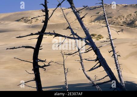 Ghost Forest, Umpqua Dünen Scenic Area, Oregon Dunes National Recreation Area, Oregon Stockfoto