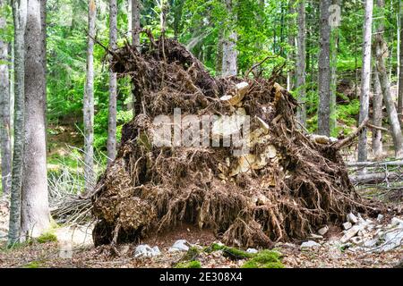 Buchenwald im Sommer. Im Vordergrund die riesigen Wurzeln einer vom Sturm Vaia entwurzelten Buche. Tambre, Alpago, Belluno, Italien Stockfoto