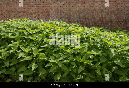 Heimisch angebaute biologische Jerusalemer Artischockenpflanzen (Helianthus tuberosum), die auf einer Zuteilung in einem ummauerten Gemüsegarten im ländlichen Somerset, England, wachsen, Stockfoto