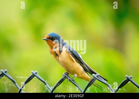 Eine Nordamerikanische Rauchschwalbe (Hirundo rustica, Hirundo rustica erythrogaster) auf einem Zaun in Beaumont, Alberta, Kanada thront. Stockfoto