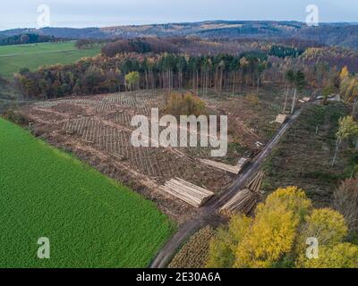 Luftaufnahme von gehackten Woodland neue Plantage Deutschland mit neuen Säling Laubbäume mit Kunststoffrohren geschützt wieder gepflanzt. Stockfoto